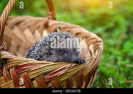 Igel (Erinaceus Europaeus) in einem Korb auf grünem Gras Stockfoto