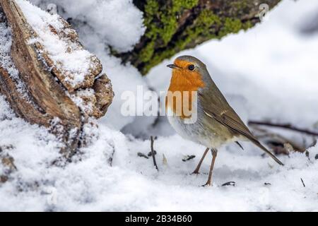 Europäischer Robin (Erithacus rubecula), Schnee, Seitenansicht, Deutschland, Bayern Stockfoto