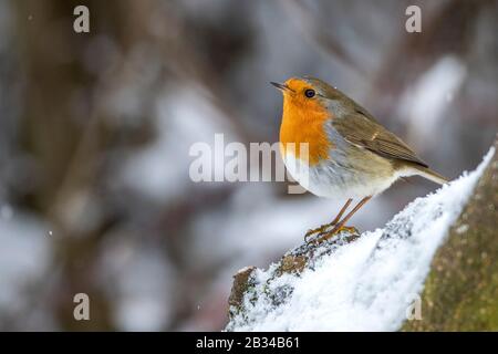 Europäischer Robin (Erithacus rubecula), im Winter Seitenansicht, Deutschland, Bayern Stockfoto