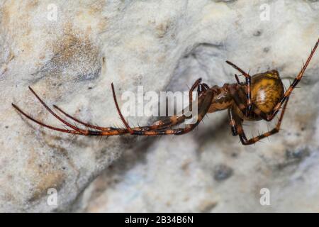 Europäische Höhlenspinne, Orbweberei Höhlenspinne, Höhlenorbweaver, Höhlenspinne (Meta menardi), Seitenansicht, Deutschland Stockfoto