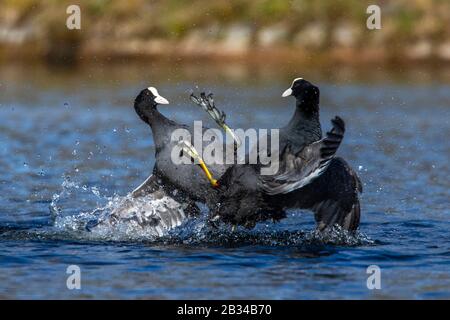 Black Coot (Fulica atra), zwei schwarze Köche kämpfen im Wasser, Deutschland, Bayern Stockfoto