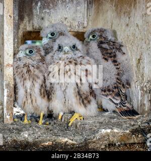 Europäischer Turmfalke, Eurasischer Turmfalke, Altweltschestel, gewöhnlicher Turmfalke (Falco tinnunculus), vier junge Vögel, die in einem Nistkasten zusammenrasten, Deutschland, Bayern Stockfoto