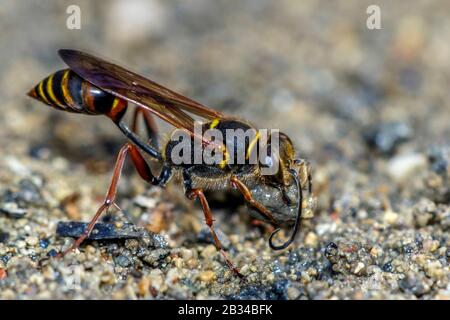 Schlammdauber, Schlammwespe, Digger-Wespe (Sceliphron curvatum, Pelopoeus curvatus), sammeln Baumaterial, Seitenansicht, Deutschland, Bayern Stockfoto