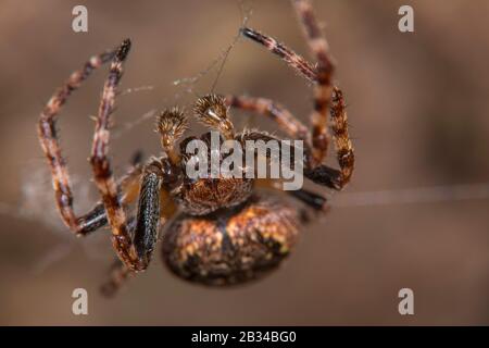 Spinnenspinne, Walnusskrümmer-Weberspinne, Walnusskrümmer-Weberspinne, Walnusskrümmer-Weberspinne (Nuctenea umbrica, Araneus umbracus), im Netz, Vorderansicht, Deutschland Stockfoto