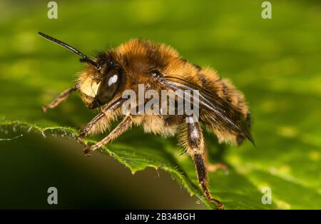 Gabelschwein-Flussbiene (Anthophora furcata), auf einem Blatt, Deutschland Stockfoto