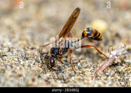 Schlammdauber, Schlammwespe, Digger-Wespe (Sceliphron curvatum, Pelopoeus curvatus), Sammelgut für den Nestbau, Deutschland, Bayern Stockfoto