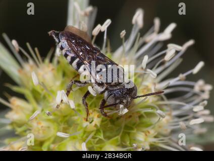 Blätterschneidige Kuckucksbiene, scharfschwellige Biene (Coelioxys haemorrhoa), Draufsicht, Deutschland Stockfoto