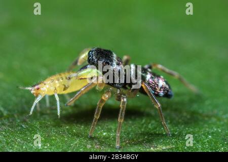 Springspinne (Heliophanus cupreus), auf einem Blatt mit Beute sitzend, Deutschland Stockfoto