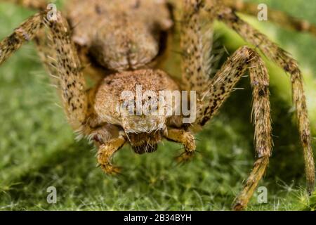 Philodromus (Philodromus margaritatus), Vorderansicht, Deutschland Stockfoto