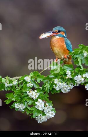 Fluss-Eisvogel (Alcedo atthis), mit verregtem Fisch in der Rechnung auf einem Weißdornzweig, Vorderansicht, Niederlande, Naarden Stockfoto