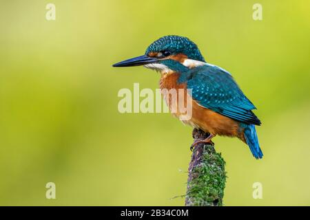 Flusskingfischer (Alcedo atthis), auf einem moosigen Ast, Seitenansicht, Deutschland, Bayern Stockfoto