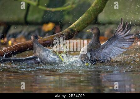 Moorhen (Gallinula chloropus), im Wasser kämpfende Jungvögel, Deutschland, Bayern, Niederbayern, Niederbayern Stockfoto