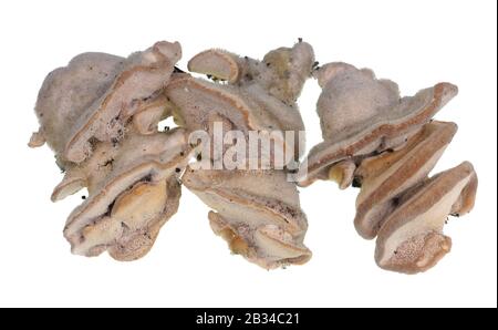 Gewöhnliche europäische Waldbaumpilze sehen einem Tumor im menschlichen Gehirn ähnlich. Isoliert auf weißem Studio-Makro Stockfoto