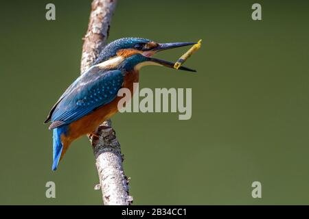 Flusskingfischer (Alcedo atthis), auf einem Ast und mit einem Schilfstab, Deutschland, Bayern, niederwerfen Stockfoto