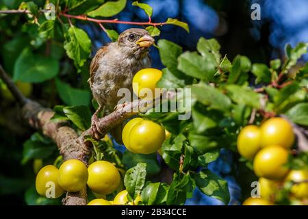 Hauspfeil (Passer domesticus), Weibchen percht auf einem Ast und füttert an einer Mirabelle Pflaume, Vorderansicht, Deutschland, Bayern Stockfoto