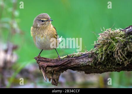 Chiffchaffe (Phylloscopus collybita), perchend auf Totholz, Vorderansicht, Deutschland, Bayern Stockfoto