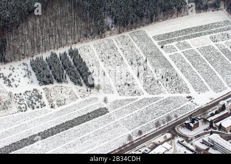 , Reihen einer Baumschule in Arnsberg, 26.01.2013, Luftbild, Deutschland, Nordrhein-Westfalen, Sauerland, Arnsberg Stockfoto
