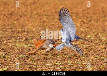 Nordgoshawk (Accipiter gentilis), Jagd auf braune Hasen, Kneipenjagd, Deutschland, Bayern, Niederbayern, Niederbayern Stockfoto