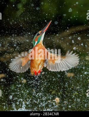 Flusskönigsfischerei (Alcedo atthis), Jagd, Verlassen des Wassers, Niederlande, Naarden Stockfoto