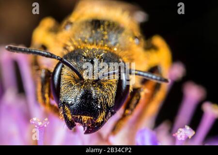 Große Gebänderte Furchenbiene (Halictus scabiosae), Porträt, Deutschland Stockfoto