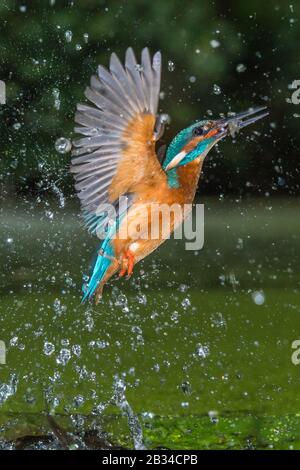 Fluss-Eisvogel (Alcedo atthis), Jagd, das Wasser mit Beute in der Rechnung, Niederlande, Naarden