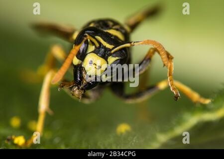 Paper Wasp (feldwespe Gallica, Feldwespe dominula), Porträt, Deutschland Stockfoto