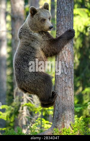 Europäischer Braunbär (Ursus arctos arctos), Klettern an einem Baum, Finnland, Karelia, Suomussalmi Stockfoto