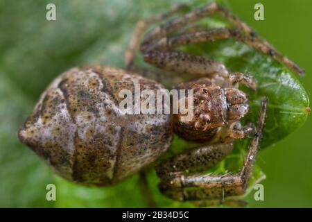 Krabbenspinne (Tmarus pige), auf einem Blatt, Makroschuss, Deutschland Stockfoto