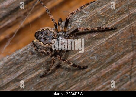 Crevicer Spider, Walnut Orb-Weaver Spider, Walnut orb Weaver Spider, Walnut Orb Weaver (Nuctenea umbratica, Araneus umbraticus), Draufsicht, Deutschland Stockfoto