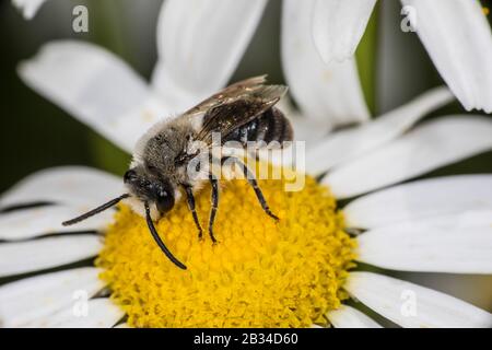 Davies' Colletes (Colletes daviesanus), weiblich, Deutschland Stockfoto