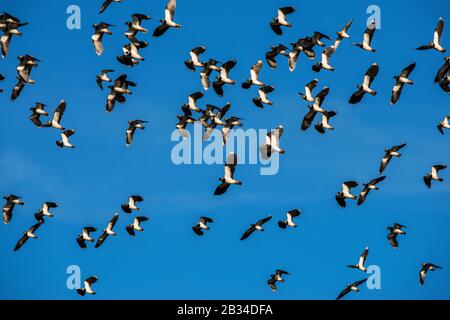 Nördliche Lapwing (Vanellus vanellus), Flock, Deutschland Stockfoto