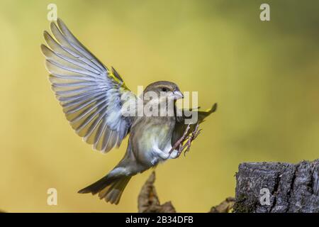 Westgrünfinch (Carduelis chloris, Chloris chloris), im Landeanflug an einem Baumstumpf, Seitenansicht, Deutschland, Bayern Stockfoto