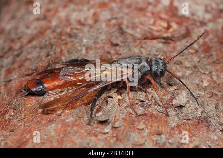 Polierter Hornschwanz (Sirex juvencus), männlich an einer Kiefer, Deutschland Stockfoto