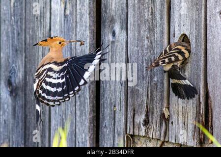 Hoopoe (Upupa-Epops), Eltern fliegen mit Futter in der Rechnung an einem Loch in einer Holzwand, Seitenansicht, Deutschland, Bayern Stockfoto