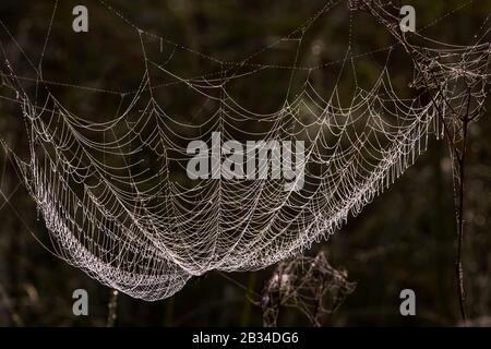 Spider-Web in Backlight, Deutschland, Baden-Württemberg Stockfoto