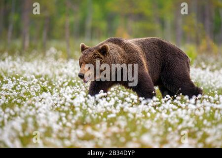 Europäischer Braunbär (Ursus arctos arctos), der über fruchtige Baumwollgräser läuft, Finnland, Karelia, Suomussalmi Stockfoto