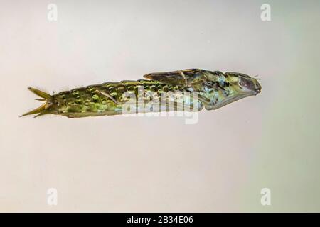 Anisoptera Larva, Deutschland, Baden-Württemberg Stockfoto