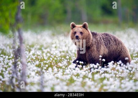 Europäischer Braunbär (Ursus arctos arctos), der über fruchtige Baumwollgräser läuft, Finnland, Karelia, Suomussalmi Stockfoto