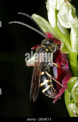 Einsame Wespe (Argogorytes mystaceus), männliche Bestäubungsblume der Fliegenorchidee, Ophrys insectifera, Deutschland Stockfoto