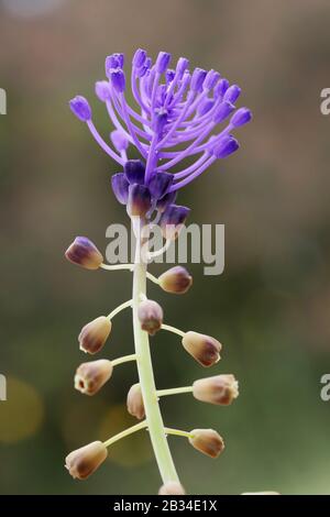 Federhyazinthe (Muscari comosum, Leopoldia comosa, Hyacinthus cosus), Blooming, Italien Stockfoto