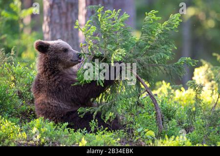Europäischer Braunbär (Ursus arctos arctos), baer Cub, der mit junger Fichte spielt, Finnland, Karelia, Suomussalmi Stockfoto