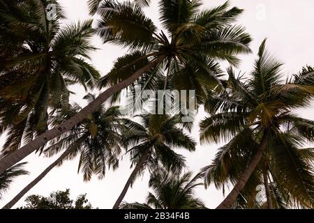 Palmen mit Kokosnüssen auf der Insel Maafushi, Malediven. Stockfoto