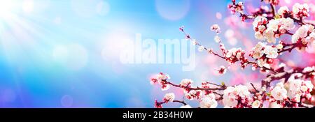 Blüht Im Frühling Mandelblüten Im Sonnigen Himmel Stockfoto