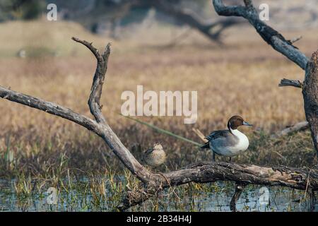 Ein Paar pintail Enten thront auf einem Baum über einem See Stockfoto