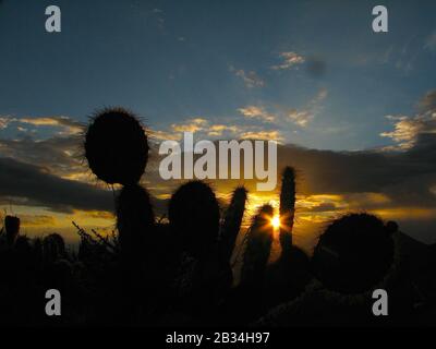 Von Kakteen und einem schönen Sonnenuntergang Stockfoto