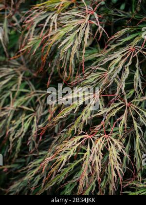 Nahaufnahme der kaskadierenden roten und grünen Blätter auf dem Acer Palmatum Dissectum (weinender japanischer Ahorn)-Baum Stockfoto