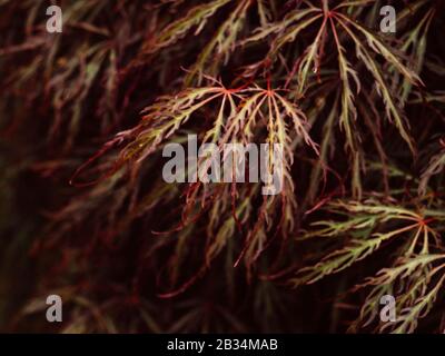 Nahaufnahme von rotem und grünem Blattwerk auf dem Acer Palmatum Dissectum (weinender japanischer Ahorn)-Baum Stockfoto