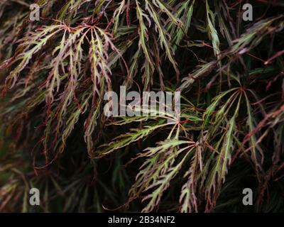 Nahaufnahme der roten und grünen Blätter am Acer Palmatum Dissectum (weinender japanischer Ahorn)-Baum Stockfoto