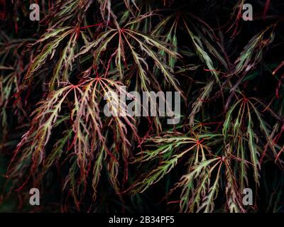 Nahaufnahme der roten und grünen Blätter am Acer Palmatum Dissectum (weinender japanischer Ahorn)-Baum Stockfoto