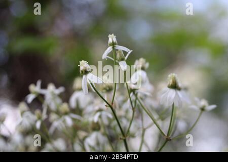 Selektiver Fokus Nahaufnahme von weißen Clematis recta Blumen mit Verschwommener grüner Hintergrund Stockfoto